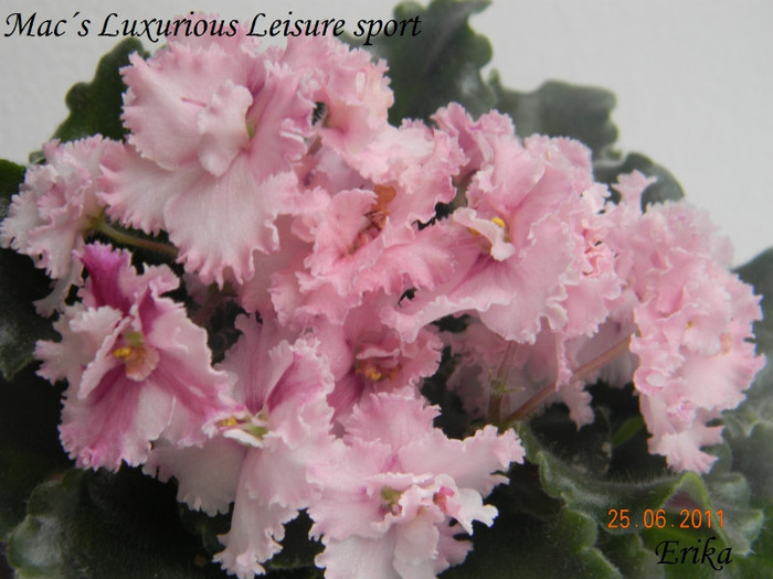 Mac´s Luxurious Leisure sport 25-06-2011\' - Violete de colectie 2010-2011