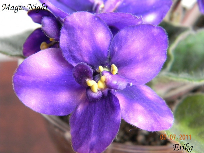 Magic Night 02-07-2011 - Violete de colectie 2010-2011