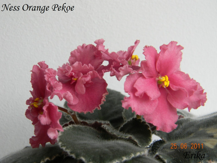 Ness Orange Pekoe 25-06-2011 - Violete de colectie 2010-2011