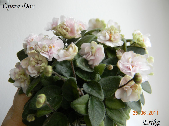 Opera Doc  25-06-2011