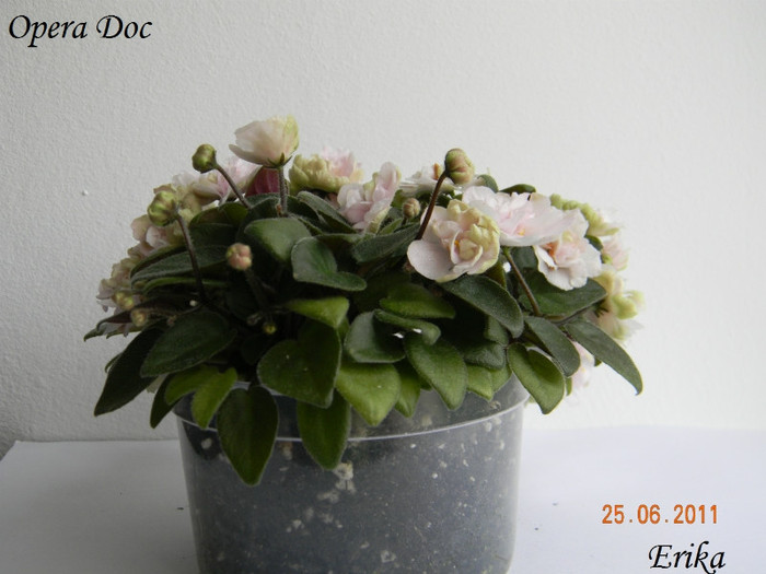 Opera Doc 25-06-2011\'\'\'