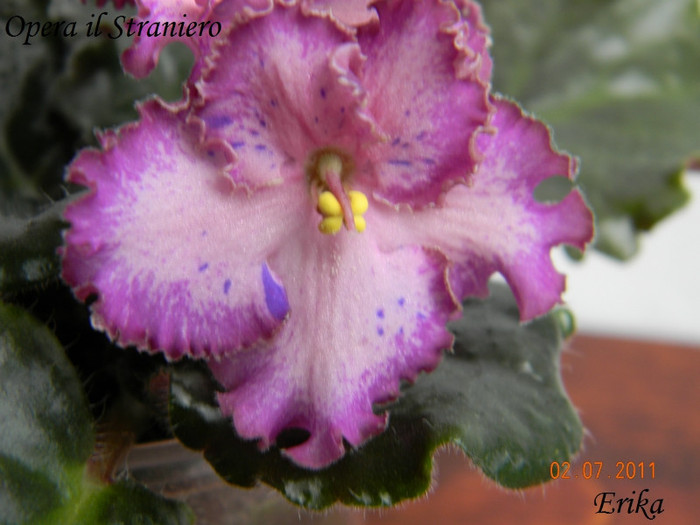 Opera il Straniero 02-07-2011