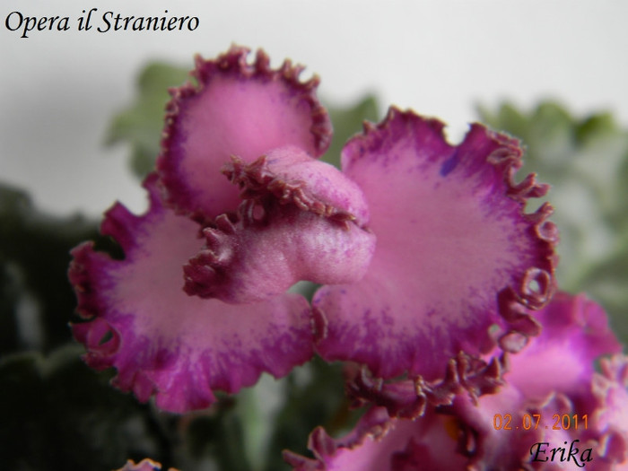 Opera il Straniero 02-07-2011\'