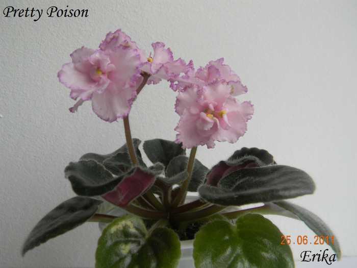 Pretty Poison 25-06-2011\' - Violete de colectie 2010-2011