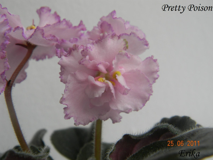 Pretty Poison 25-06-2011\'\'