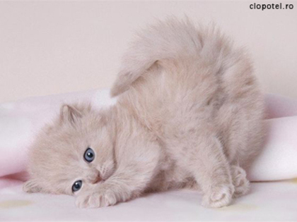 pisi01 - pisici albe