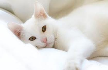 titi1 - pisici albe