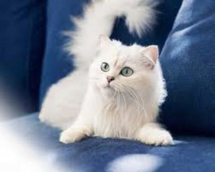 titi5 - pisici albe