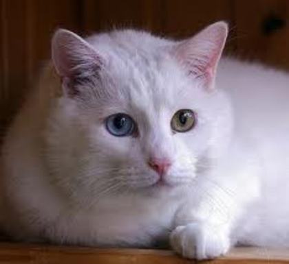 titi9 - pisici albe