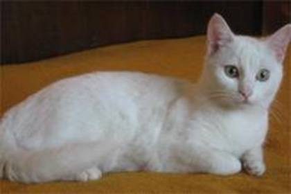 titi2 - pisici albe