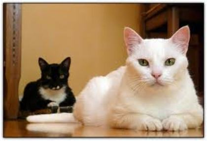 titi3 - pisici albe