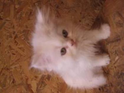 titi10 - pisici albe