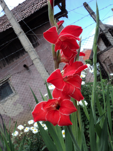 DSC03525 - Gladiole 2011