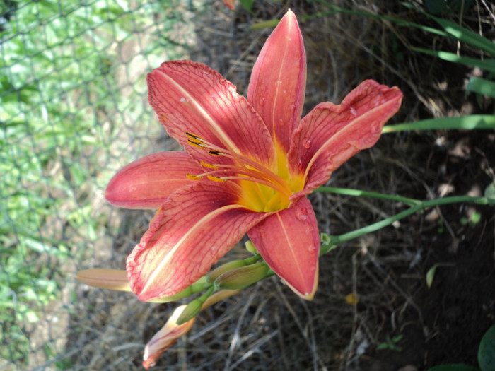 Hemerocallis - Crini 2011