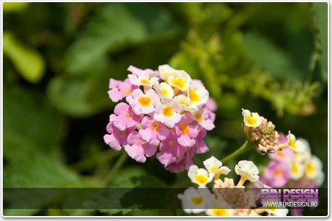 lantana_1370_0470x0470x090_c0r1g0_f1_l61_w00_t5f90655