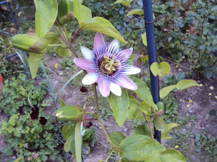 DSC02390 - Passiflora