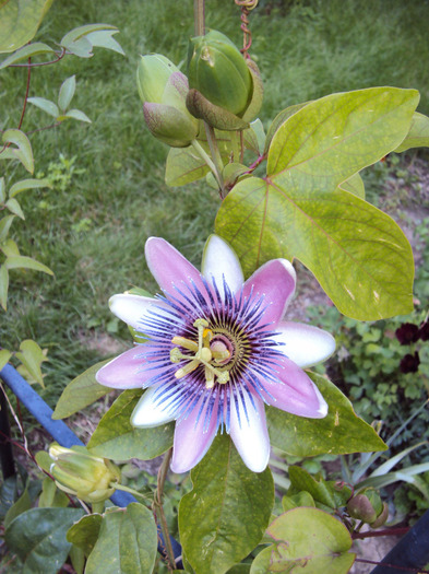 DSC02392 - Passiflora