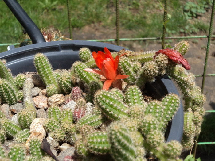 Chamacereus silvestri