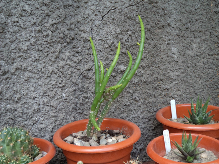 Austrocylindropuntia subulata