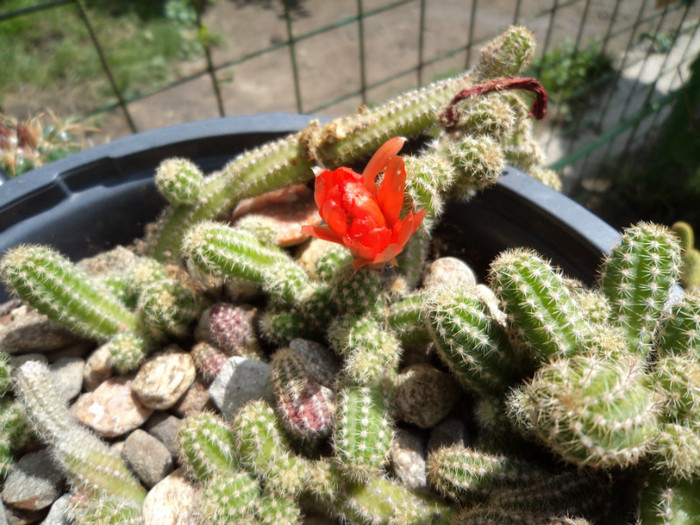 Chamacereus silvstrii cu floare - Cactusi si suculente 2011