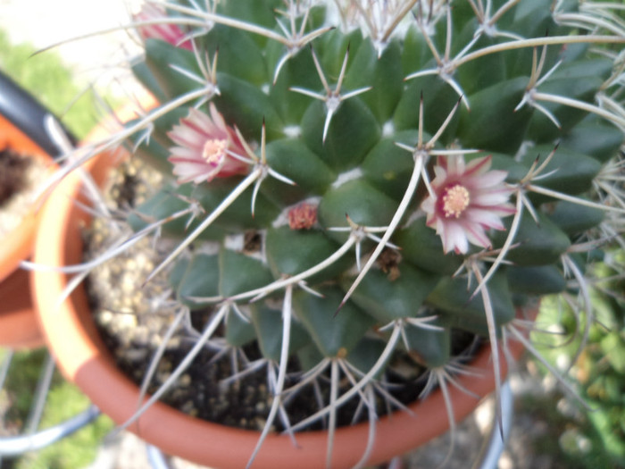 Flori de mammillaria - Cactusi si suculente 2011