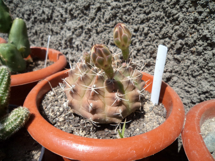 Gymnocalcium cu boboci - Cactusi si suculente 2011