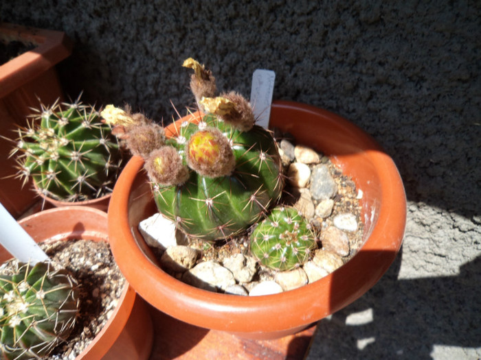 Notocactus ottonis cu boboci - Cactusi si suculente 2011