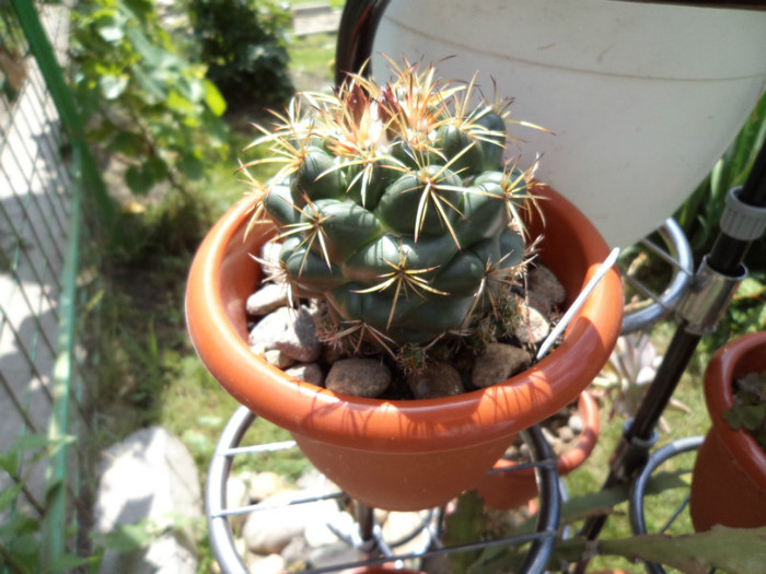 Coryphanta e. - Cactusi si suculente 2011