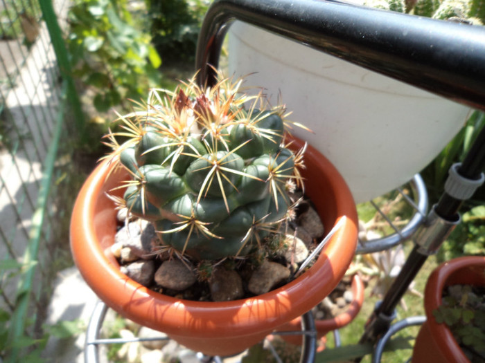 Coryphanta - Cactusi si suculente 2011