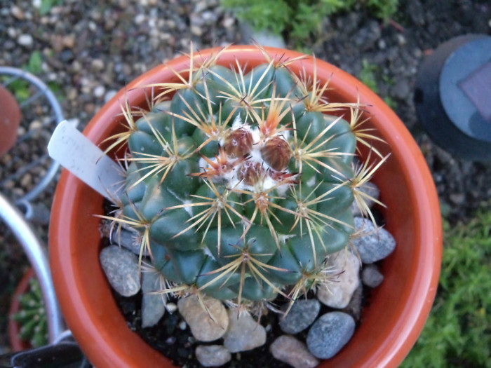 DSC00228 - Cactusi si suculente 2011