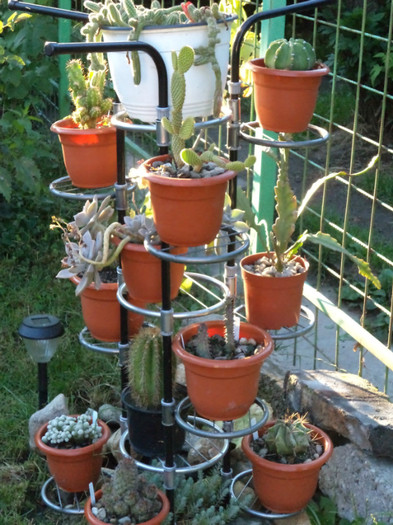 DSC00235 - Cactusi si suculente 2011