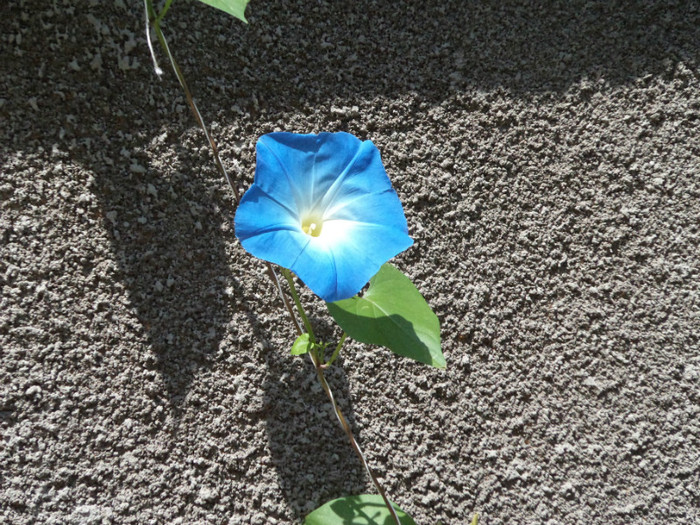 Tot floarea de zorea - FLORI IN GRADINA 2011