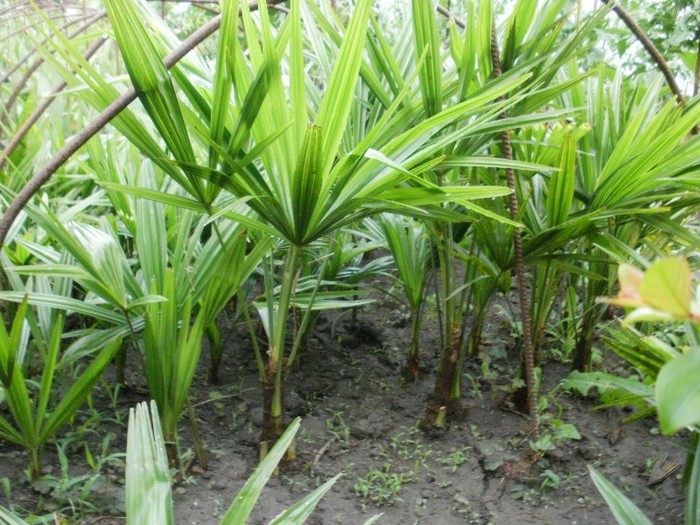 Trachicarpus Fortunei - Jungla mea de flori