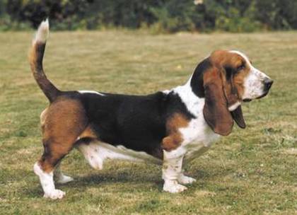 basset_hound_2 - caini