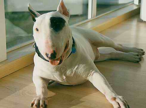 Bull-Terrier-3 - caini