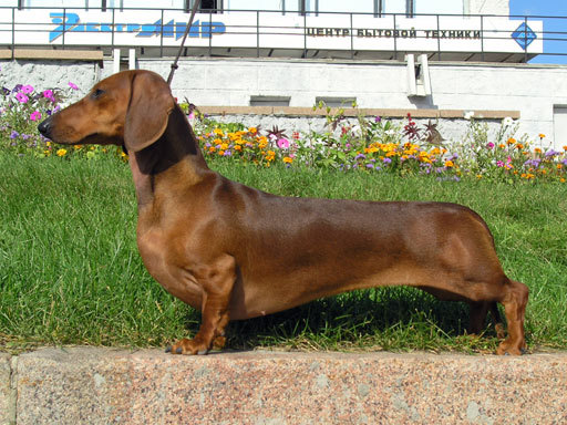 dachshund-244 - caini