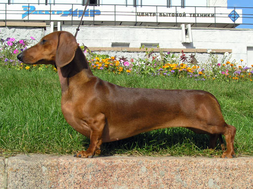 dachshund-244