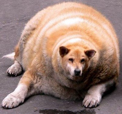 fat dog - caini