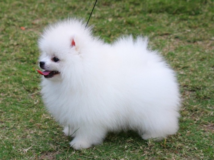 pomeranian-05