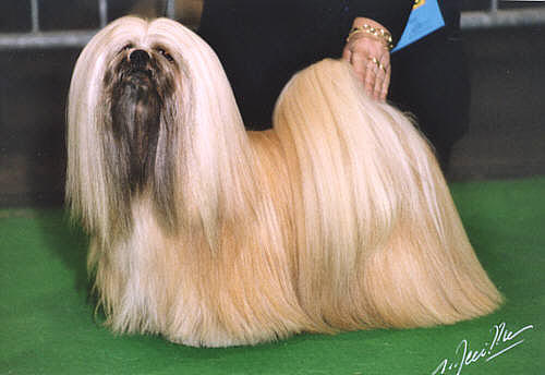 Rasa-de-caini-Lhasa-Apso2