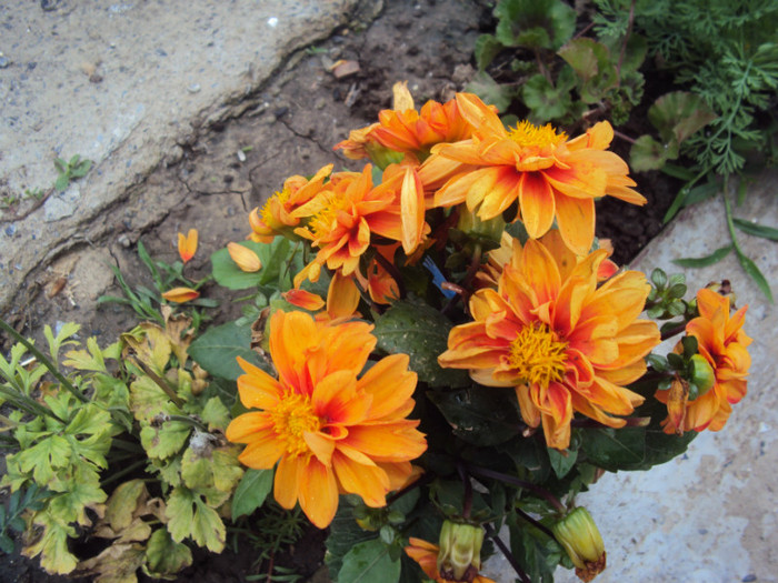 dalie pitica - GRADINA  2011