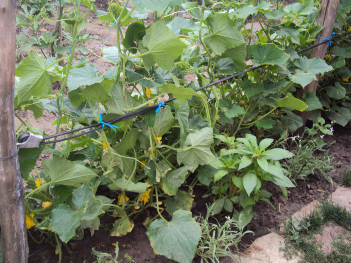castraveti - GRADINA  2011