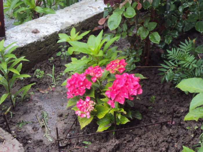 hortensia - GRADINA  2011