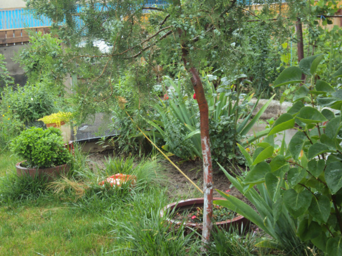 DSC09239 - GRADINA  2011