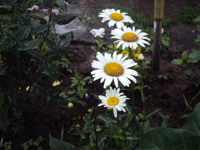 margarete ptr. fete - GRADINA  2011