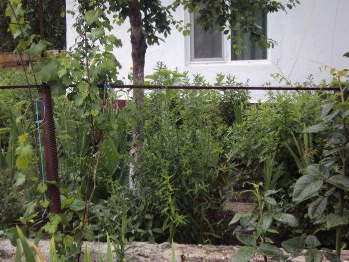 DSC09247 - GRADINA  2011