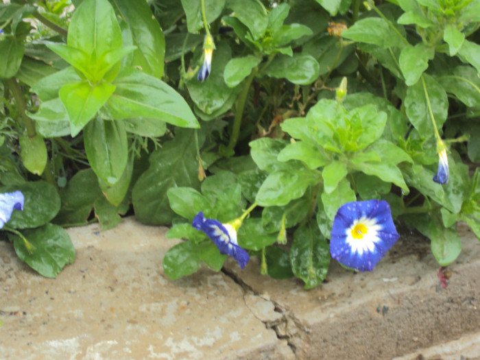 DSC09248 - GRADINA  2011