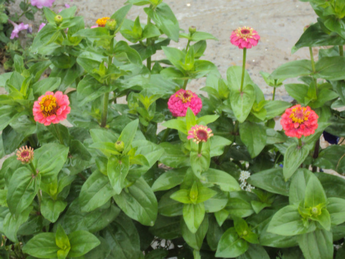DSC09251 - GRADINA  2011