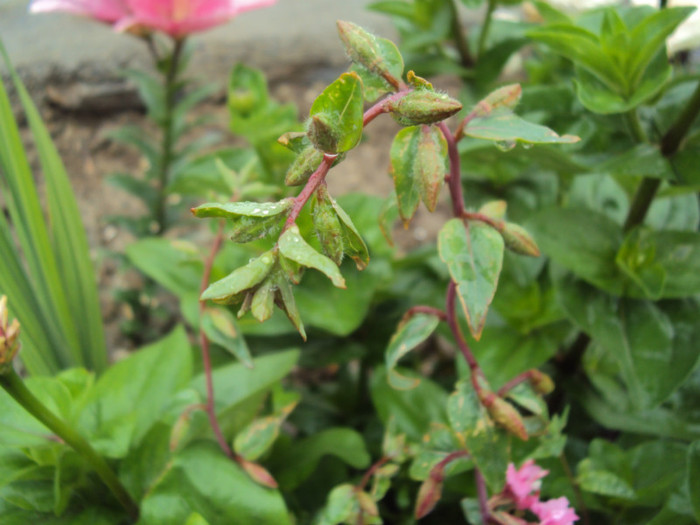 DSC09257 - GRADINA  2011