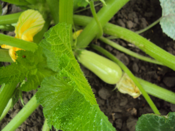 dovlecei - GRADINA  2011